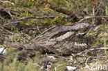 European Nightjar (Caprimulgus europaeus)