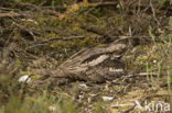 European Nightjar (Caprimulgus europaeus)