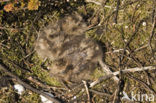 European Nightjar (Caprimulgus europaeus)