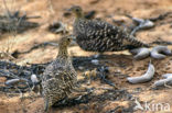 Namaquazandhoen (Pterocles namaqua)