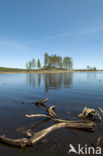 Nationaal Park Fulufjället