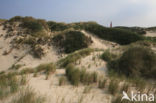 Nationaal park Schiermonnikoog