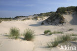 Nationaal park Schiermonnikoog