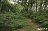 National Park Schiermonnikoog
