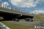 Wildlife crossing Het Groene Woud