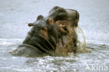 Nijlpaard (Hippopotamus amphibius) 