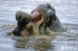 Nijlpaard (Hippopotamus amphibius) 