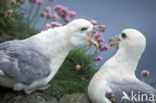 Noordse Stormvogel (Fulmarus glacialis)