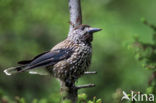 Eurasian Nutcracker (Nucifraga caryocatactes)