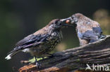 Eurasian Nutcracker (Nucifraga caryocatactes)