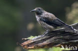 Eurasian Nutcracker (Nucifraga caryocatactes)