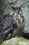 Eurasian Eagle-Owl (Bubo bubo)