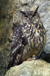 Eurasian Eagle-Owl (Bubo bubo)