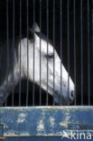 Horse (Equus spp)