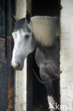 Horse (Equus spp)