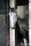 Horse (Equus spp)