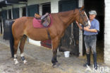 Horse (Equus spp)