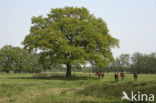 Horse (Equus spp)