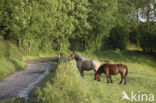 Horse (Equus spp)