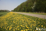 Dandelion (Taraxacum spec.)