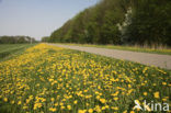 Paardenbloem (Taraxacum spec.)