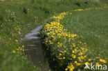 Paardenbloem (Taraxacum spec.)