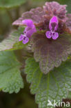 Paarse dovenetel s.s. (Lamium purpureum)