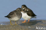 Purple Sandpiper (Calidris maritima)