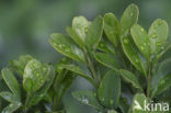 Box (Buxus sempervirens)