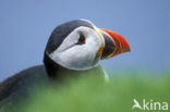 Atlantic Puffin (Fratercula arctica)