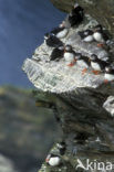 Atlantic Puffin (Fratercula arctica)