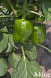 Paprika (Capsicum annuum)