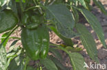 Paprika (Capsicum annuum)