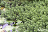 Parelvederkruid (Myriophyllum aquaticum)