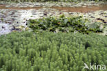 Parelvederkruid (Myriophyllum aquaticum)