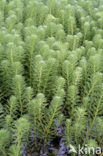 Parrot Feather (Myriophyllum aquaticum)