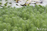 Parelvederkruid (Myriophyllum aquaticum)