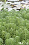 Parelvederkruid (Myriophyllum aquaticum)