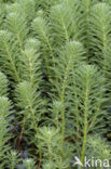 Parrot Feather (Myriophyllum aquaticum)