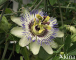 blue passionflower (Passiflora caerulea)