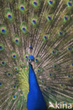 Indian Peafowl (Pavo cristatus)