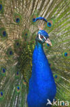 Pauw (Pavo cristatus)