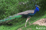 Pauw (Pavo cristatus)