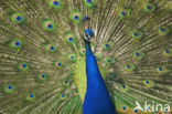 Pauw (Pavo cristatus)