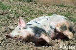 Pig (Sus domesticus)