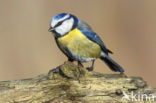 Blue Tit (Parus caeruleus)