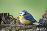 Blue Tit (Parus caeruleus)