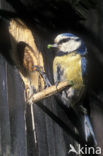 Blue Tit (Parus caeruleus)