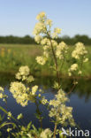 Common Meadow-rue (Thalictrum flavum)