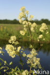 Poelruit (Thalictrum flavum)